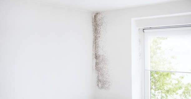 Best Attic Mold Removal  in Gordon, GA