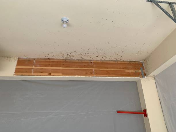 Best Mold Odor Removal Services  in Gordon, GA