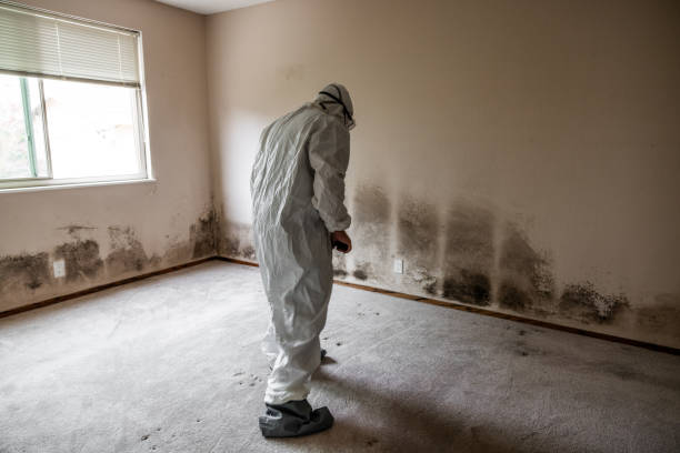 Environmental Consulting for Mold Prevention in Gordon, GA
