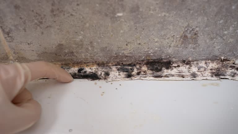 Gordon, GA Mold Removal Company