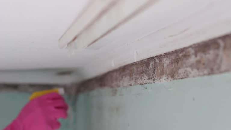 Best Black Mold Removal  in Gordon, GA